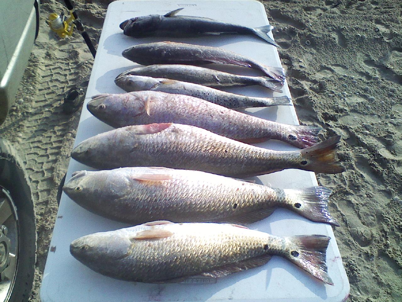 Redfish, Speckled trout and Bluefish on the cleaning table. Caught in the Matagorda beach surf
