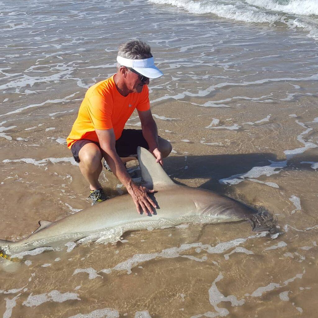 Jerry Gerwick releasing a 5 foot Hammerhead shark on Padre Island National Seashore Texas