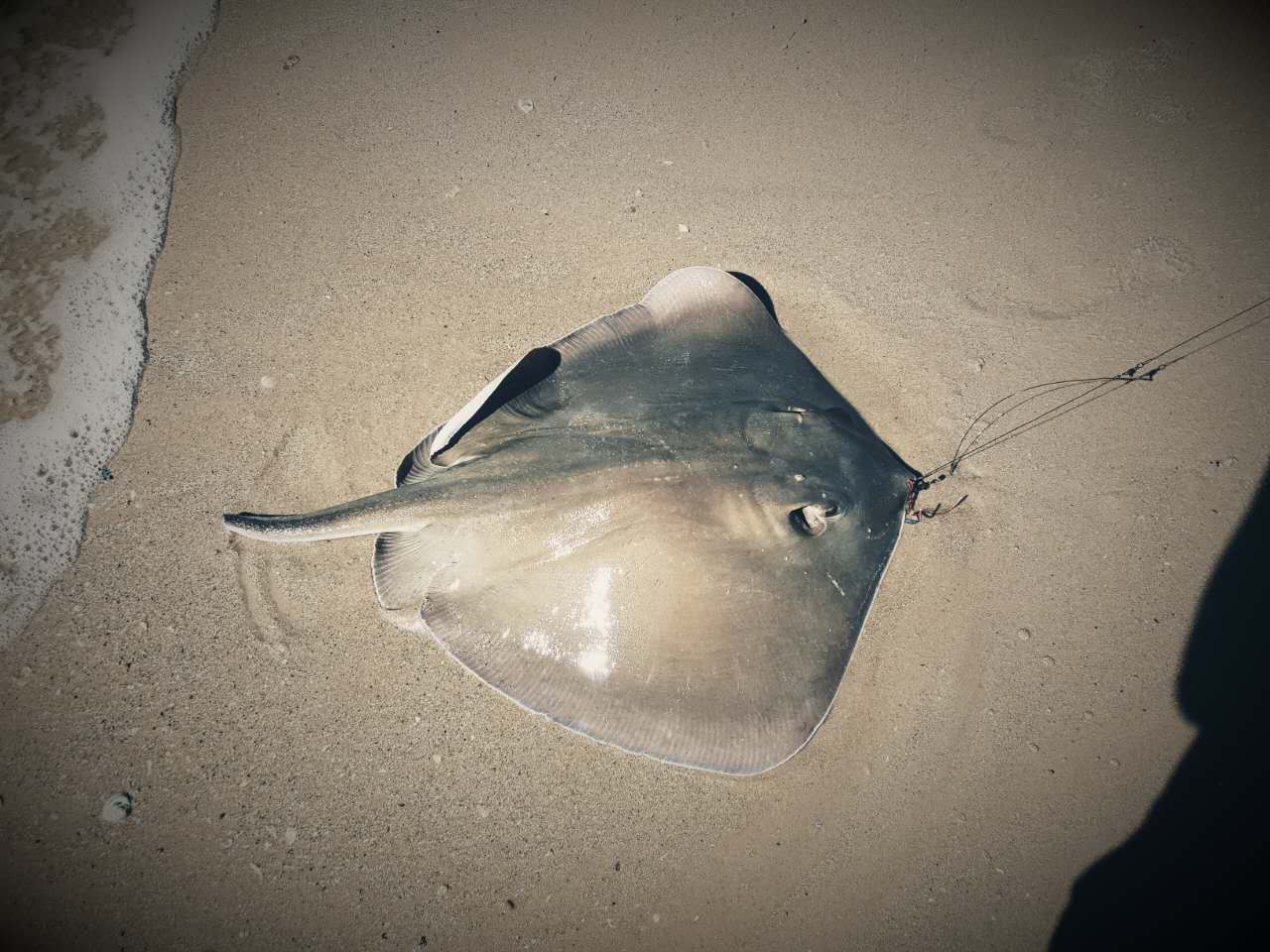 southern stingray good shark bait