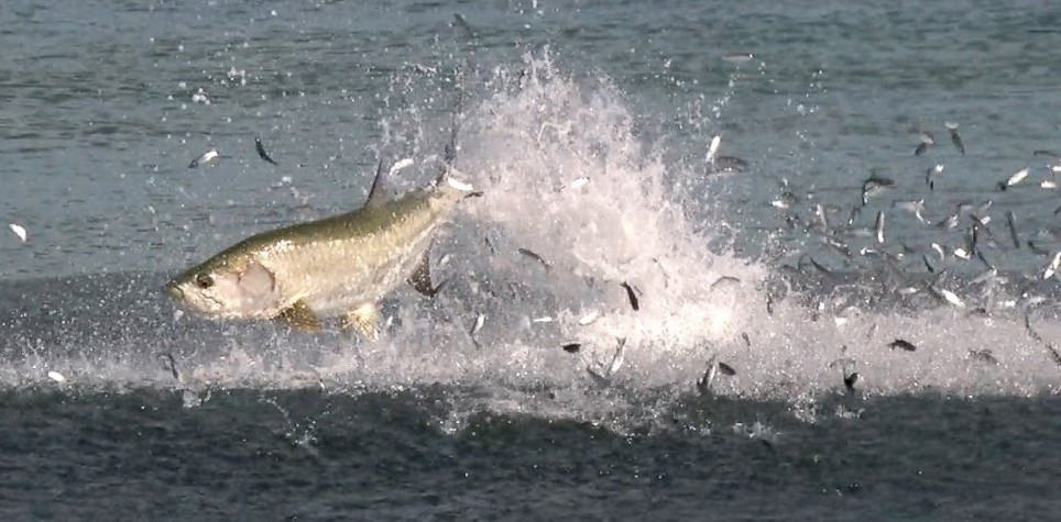 Tarpon attacking a school of mullet off the beachfront