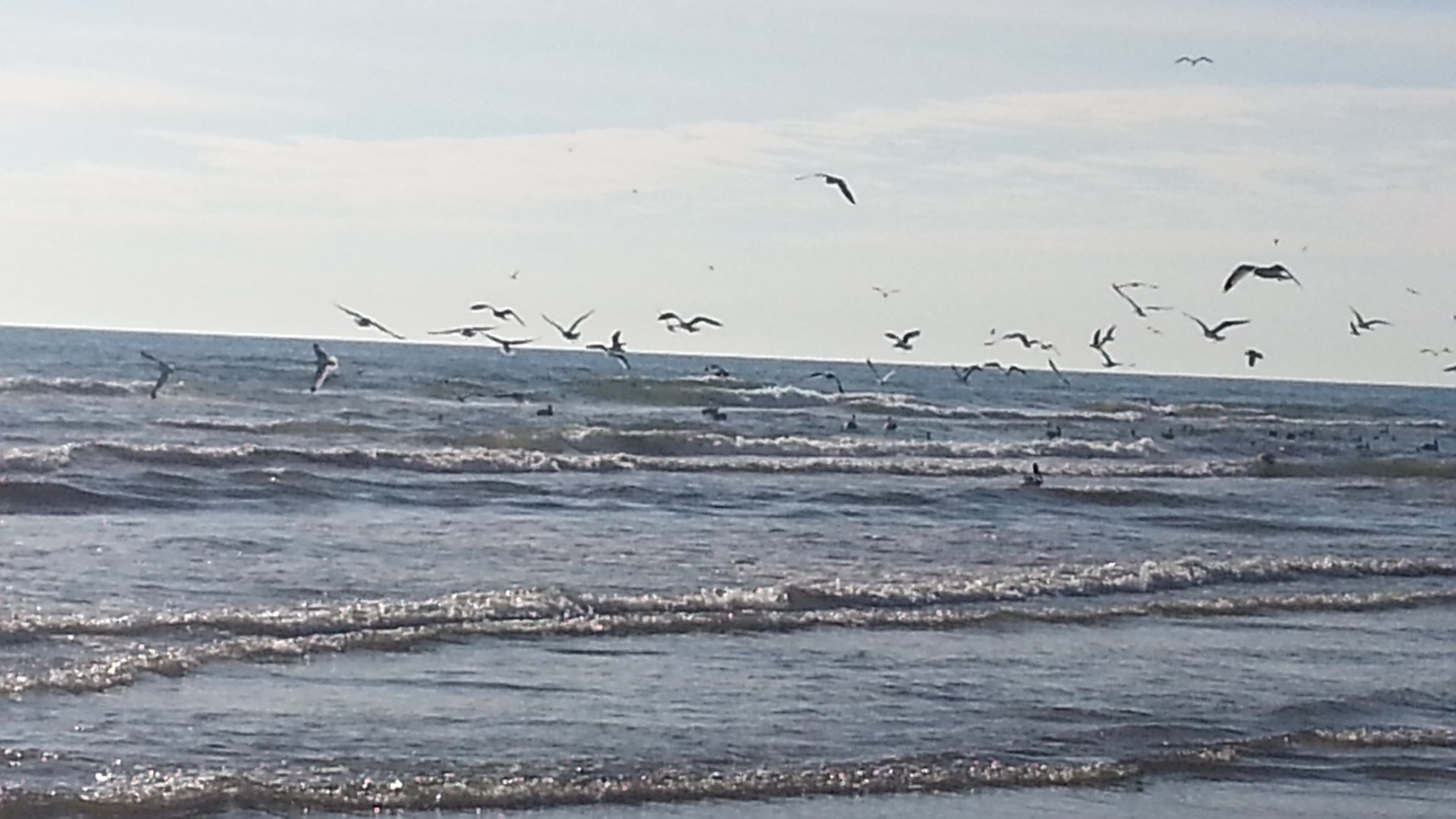 sea gulls feeding on a school of bait fish in the surf
