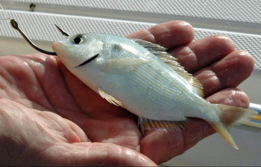 live pinfish or piggy perch - surf fishing with live bait