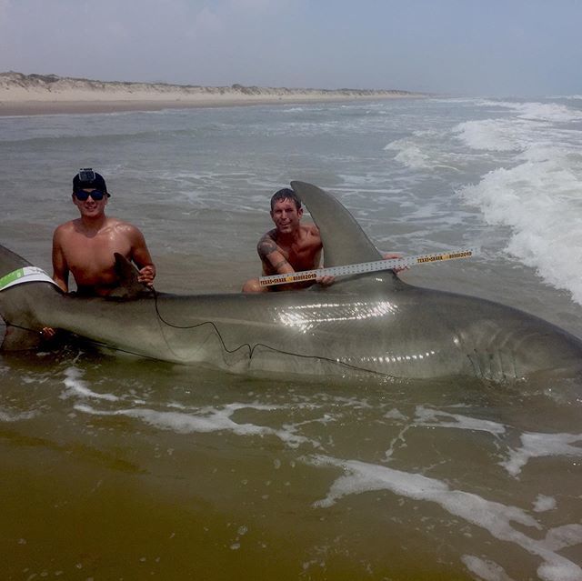 hammerhead shark caught from the beach