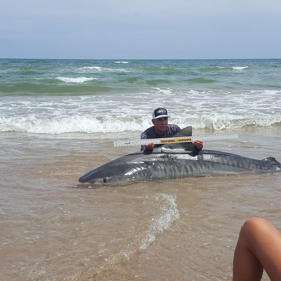 Fishing - tiger shark