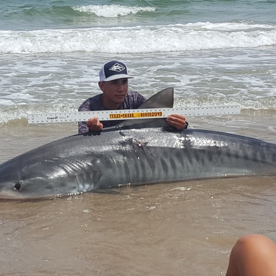 Tiger Shark caught from the beach