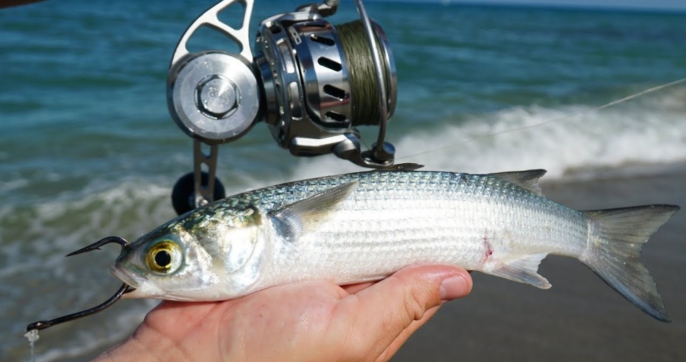 Live mullet, a prime bait for bull redfish