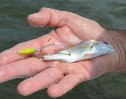 basic surf fishing equipment for beginners - Live croaker being rigged for bait.