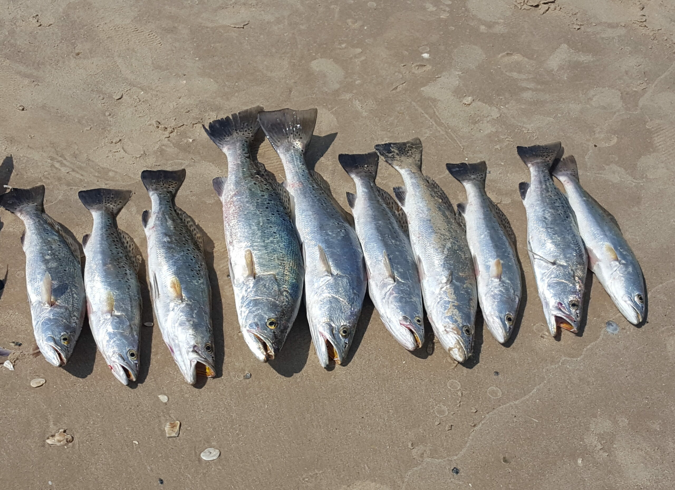 surf fishing for speckled trout - nice limit of specks from the surf