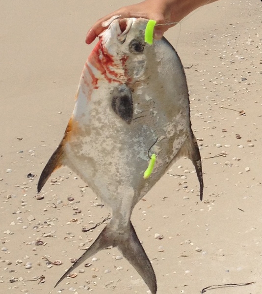 pompano caught on fishbites