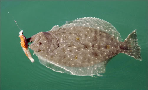 flounder caught on a berkley gulp shrimp