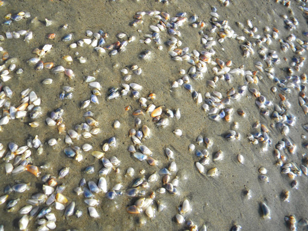 surf fishing Coquina clams prime food source for the florida Pompano