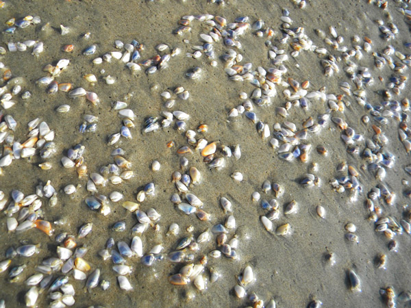 Coquina Clams washed out by the surf. Food source for many surf game fish. Good spot for trying some surf fishing.