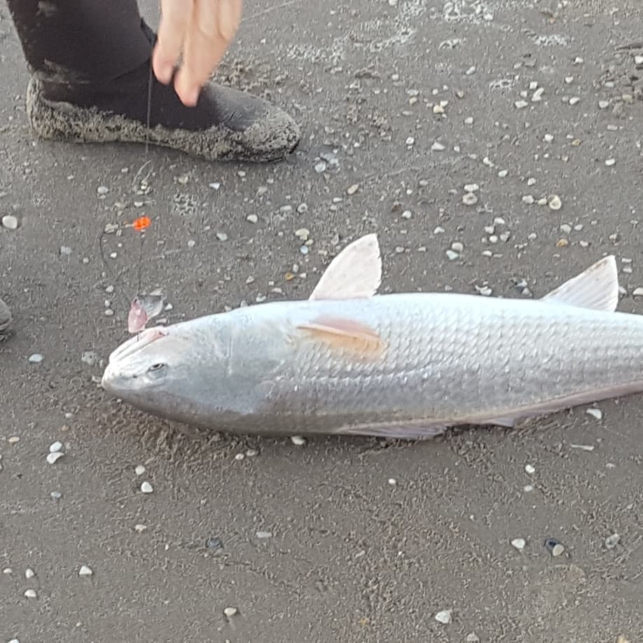 winter surf fishing - bull redfish caught on the beach