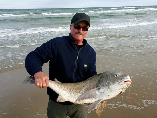 Jerry Gerwick with a big black drom caught in the surf. how to catch black drum