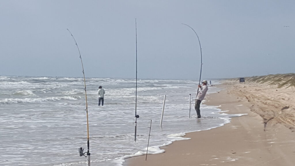 surf fishing with live bait