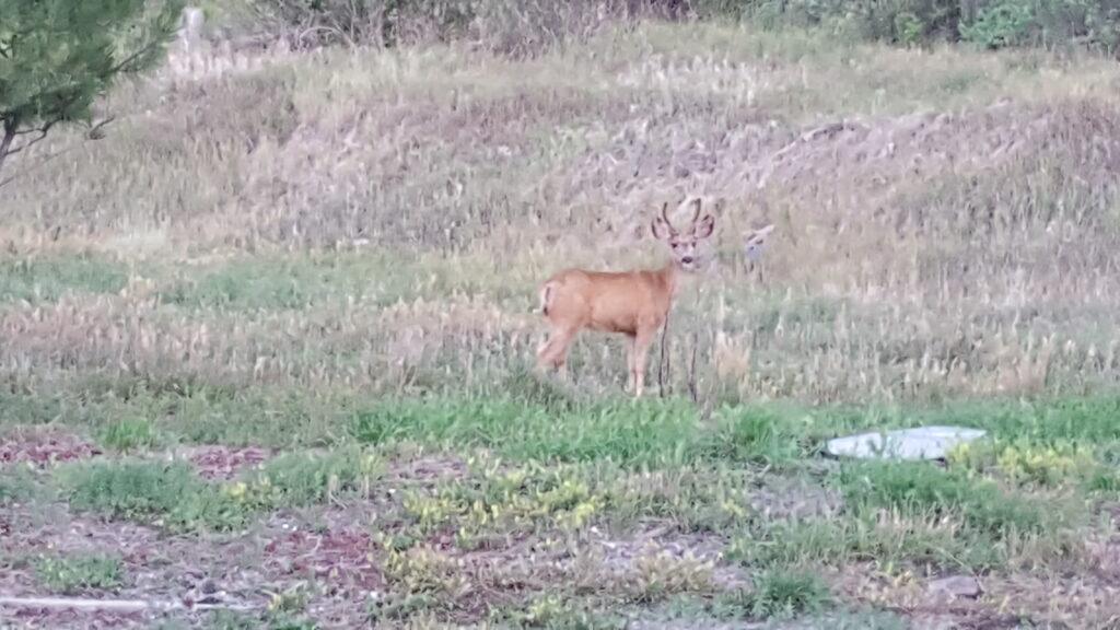 Mule deer