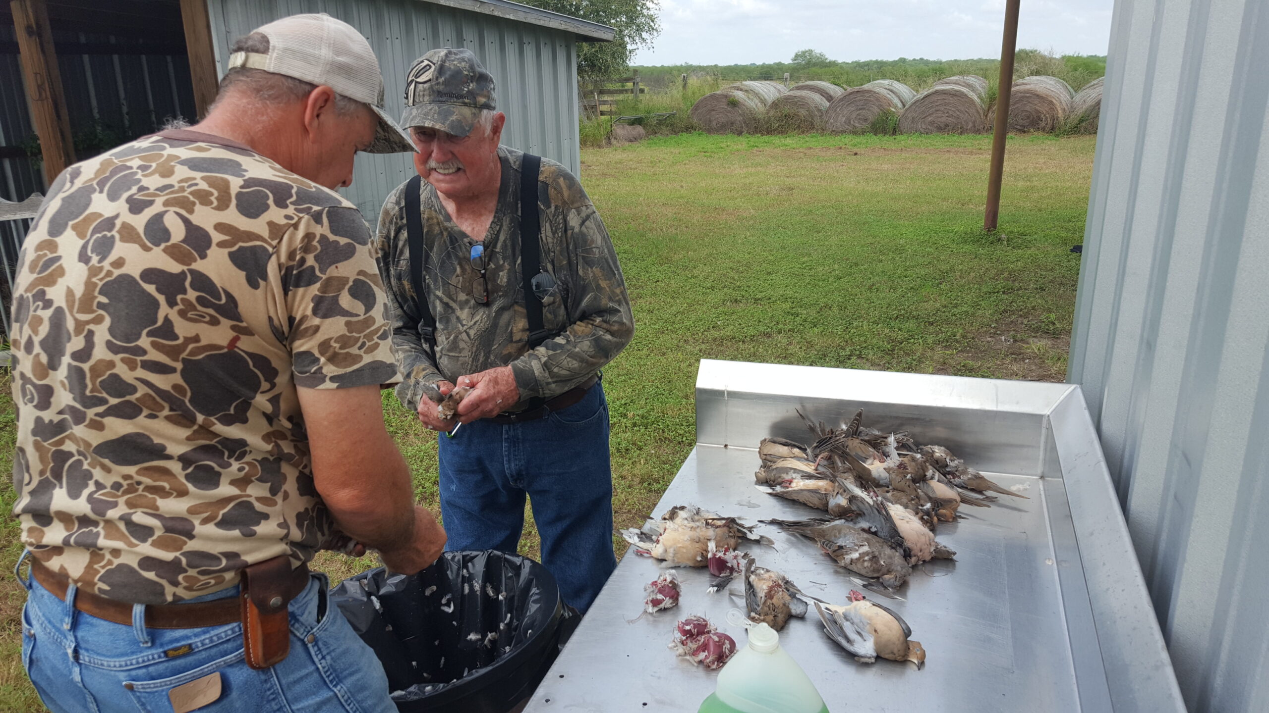 Texas Dove Hunting