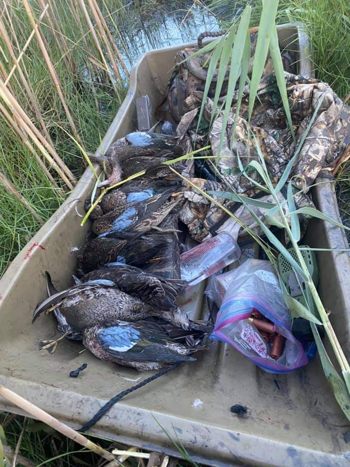 Cast and Blast - blue wing Teal