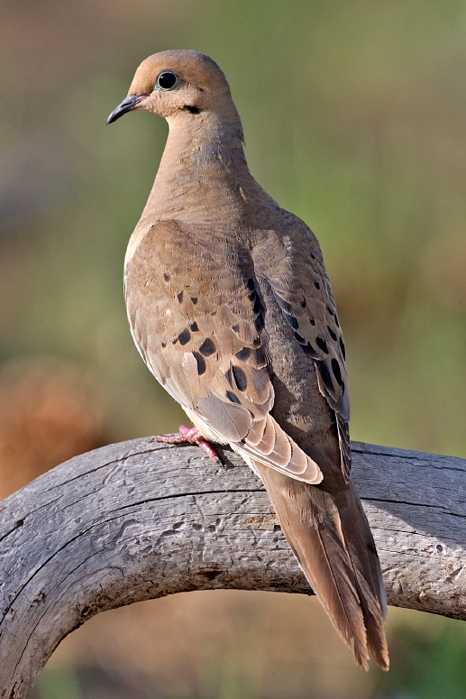 Cast and Blast - mourning dove