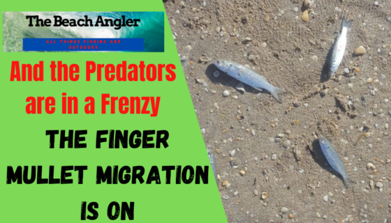 amazing finger mullet migration