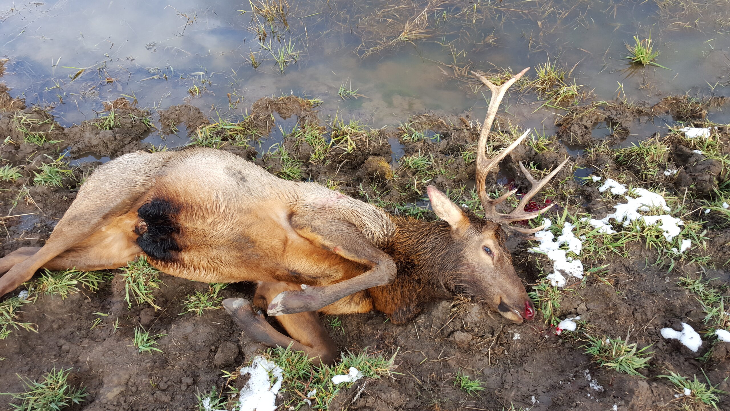 bull elk 2015 - outfitting a colorado elk hunt