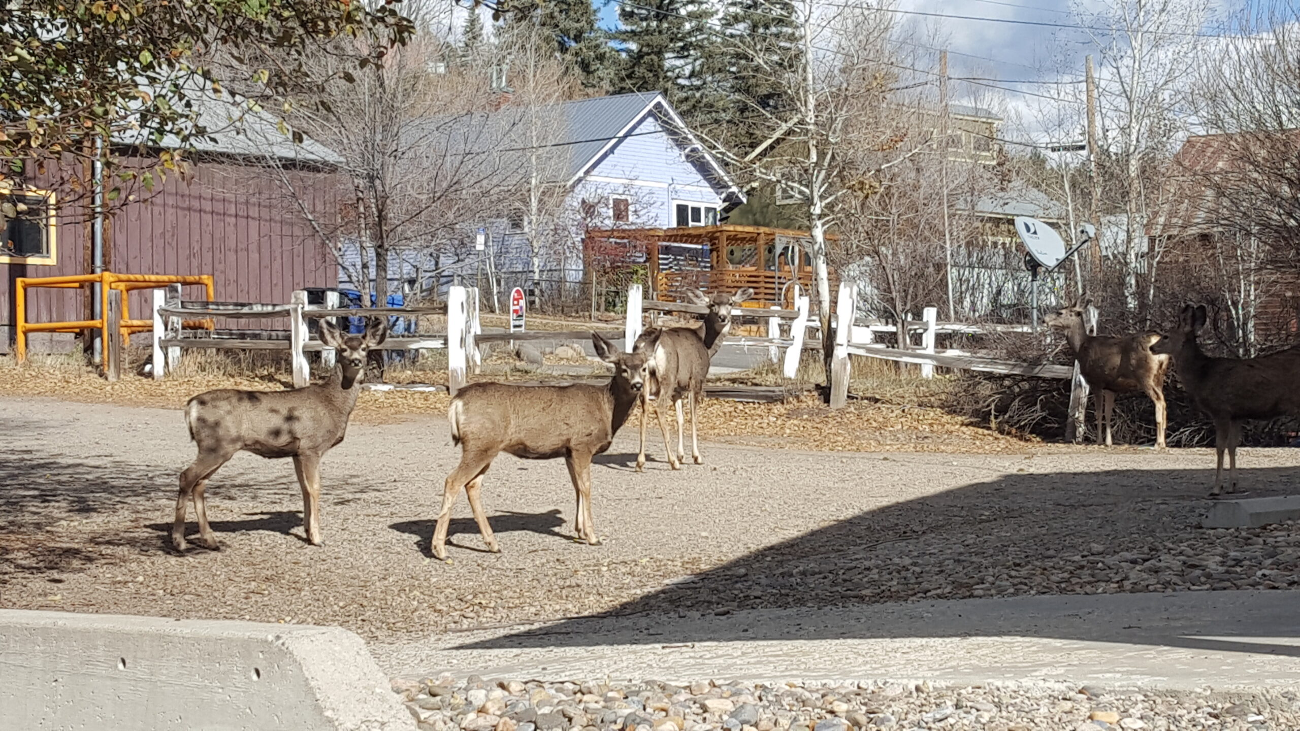 Mule deer - Outfitting a Colorado elk hunt