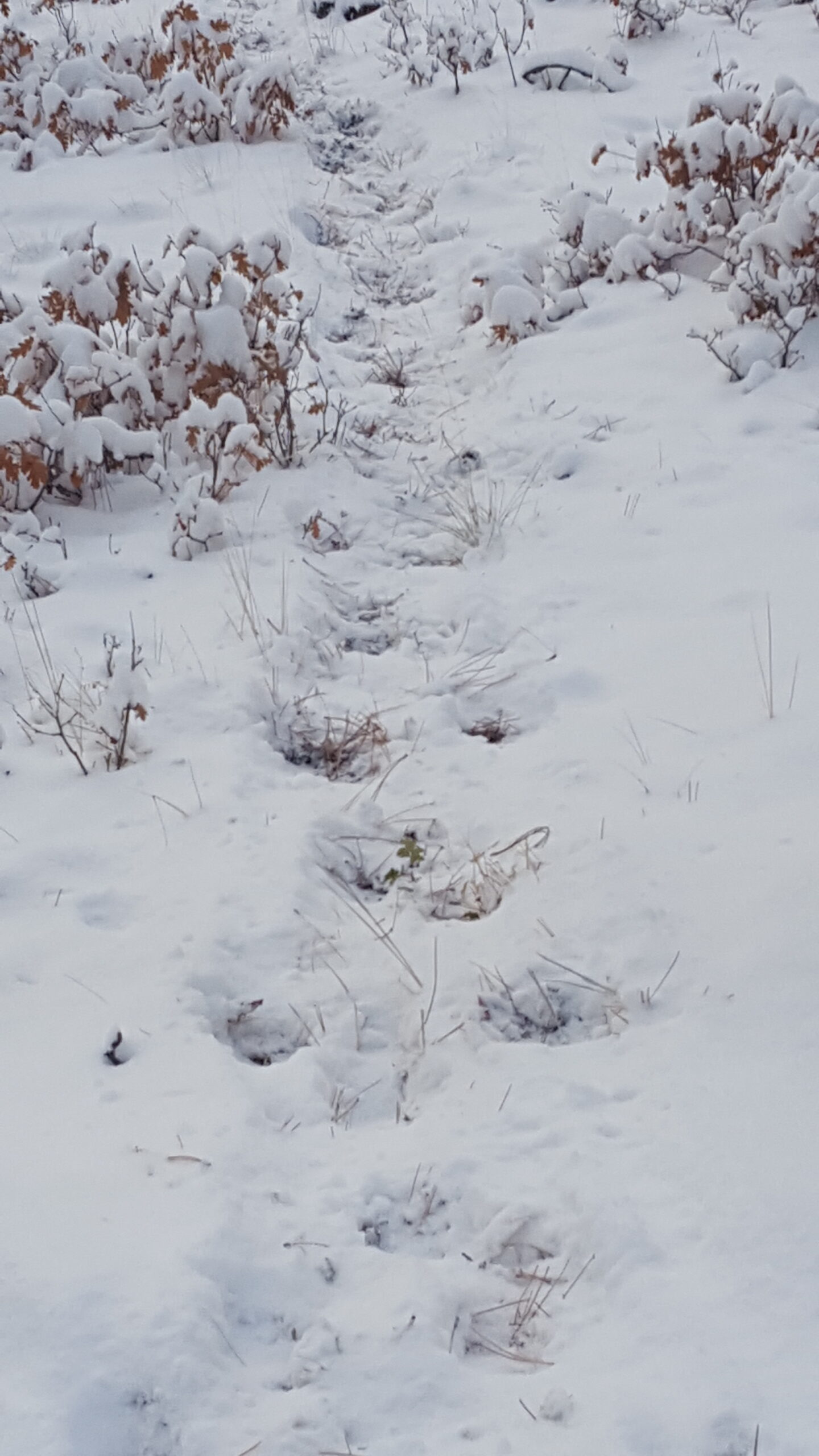 elk hunt - elk trail in the snow