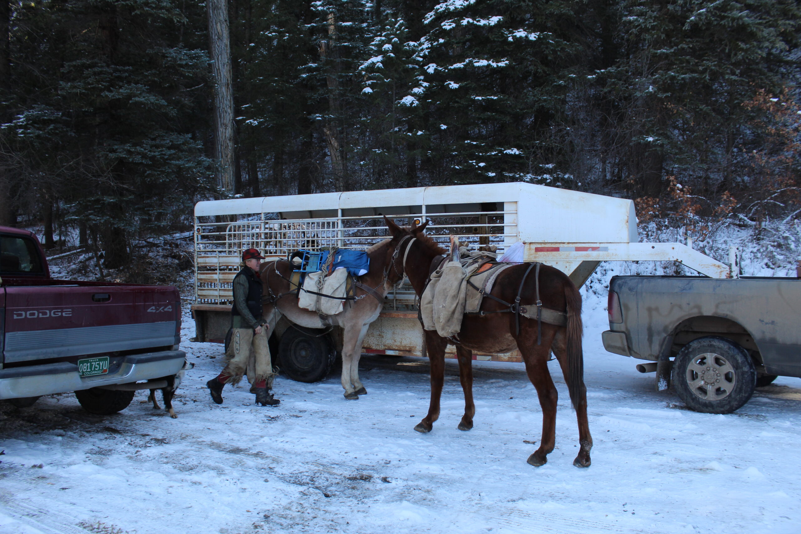 elk hunt - game retrieval