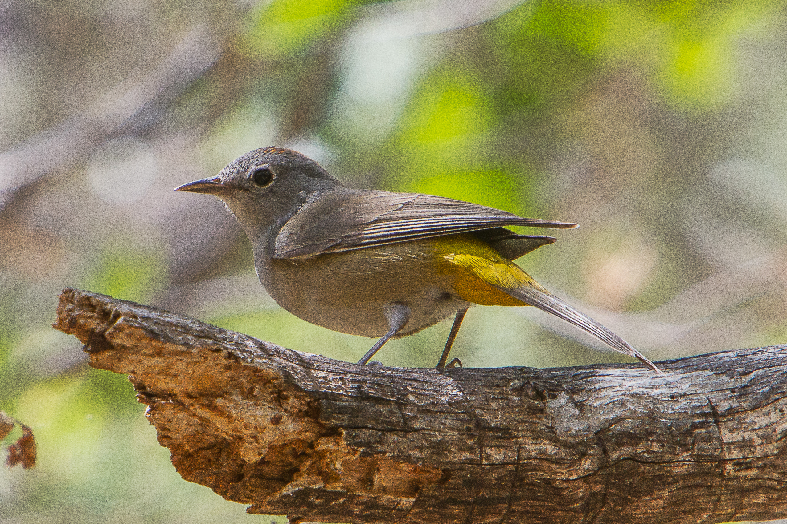 big bend national park - Colima Warbler