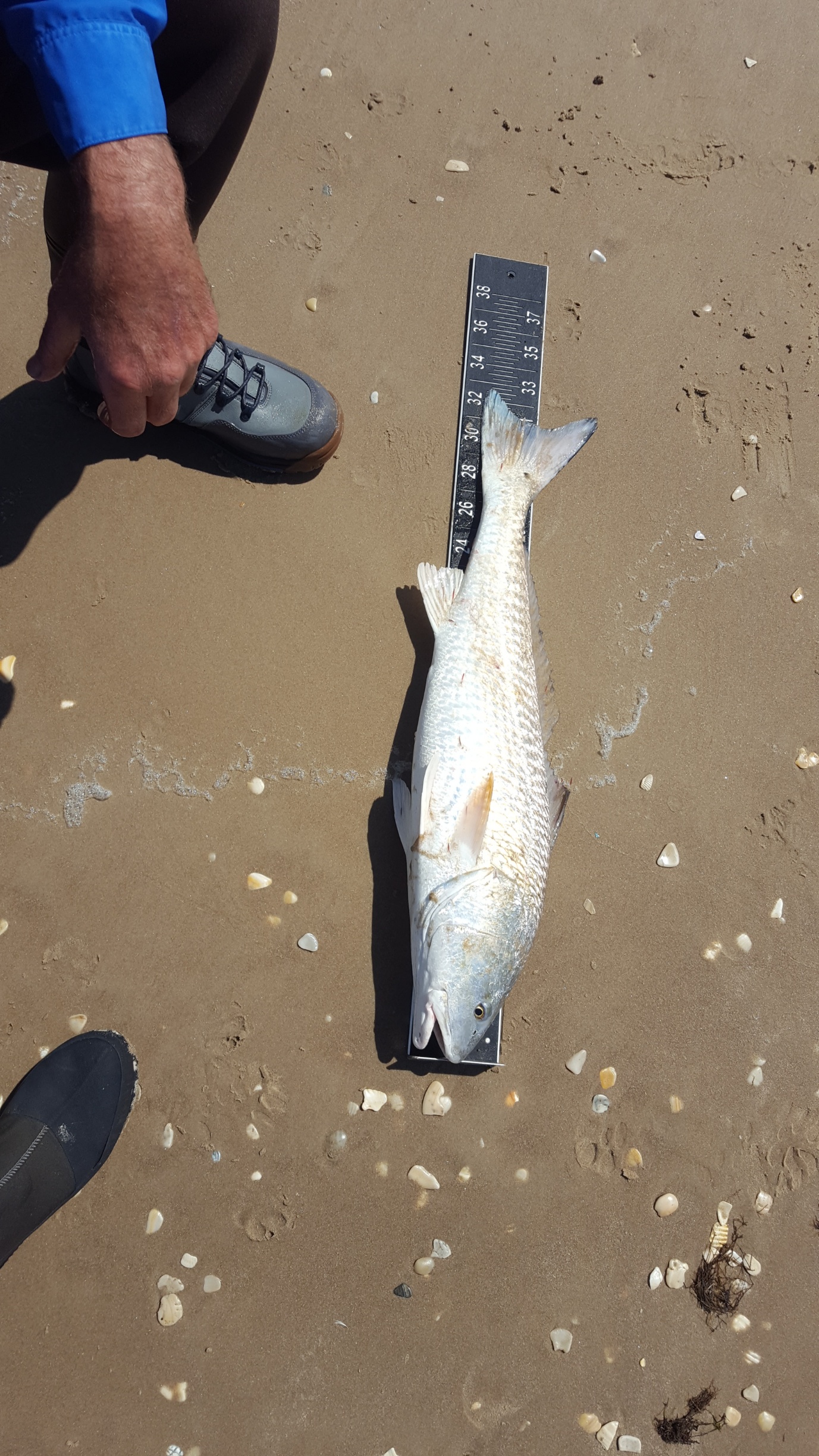 Bull redfish on ruler 32 inches. Anything over 28 is considered a bull