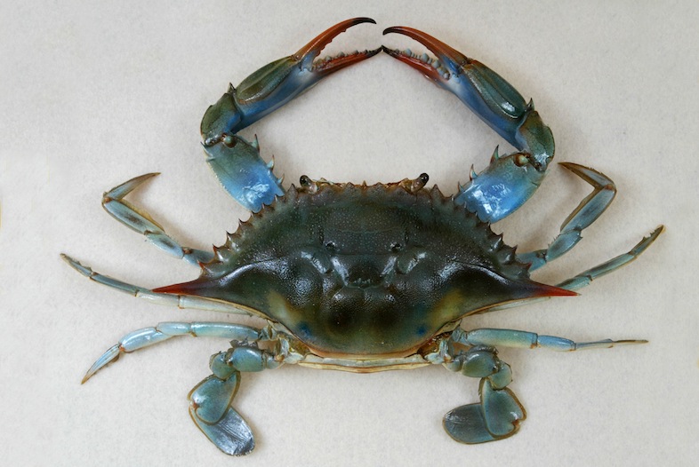 Blue Crab, a favorite food of big black drum