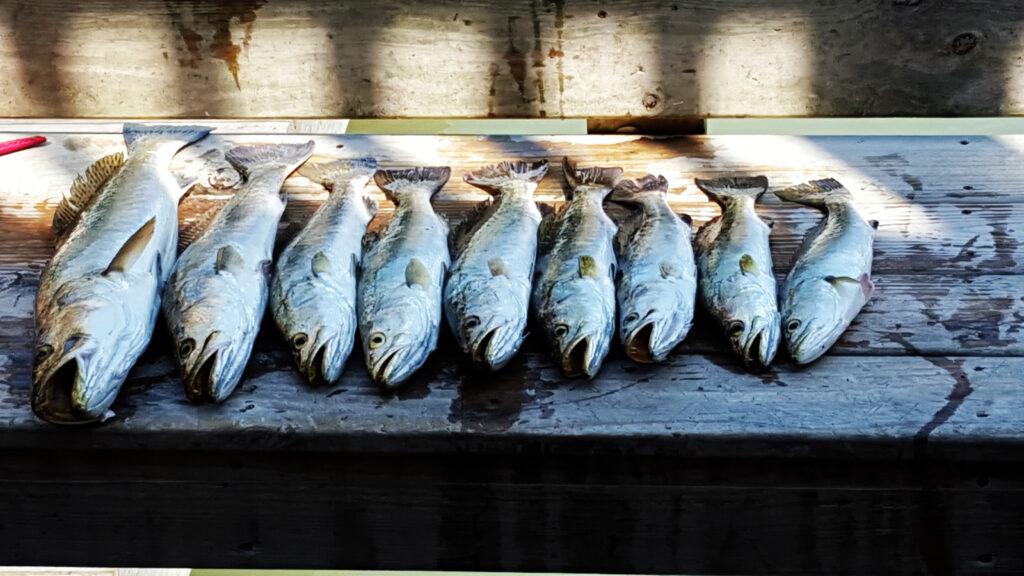 nice limit of speckled trout ready for a good fillet knife