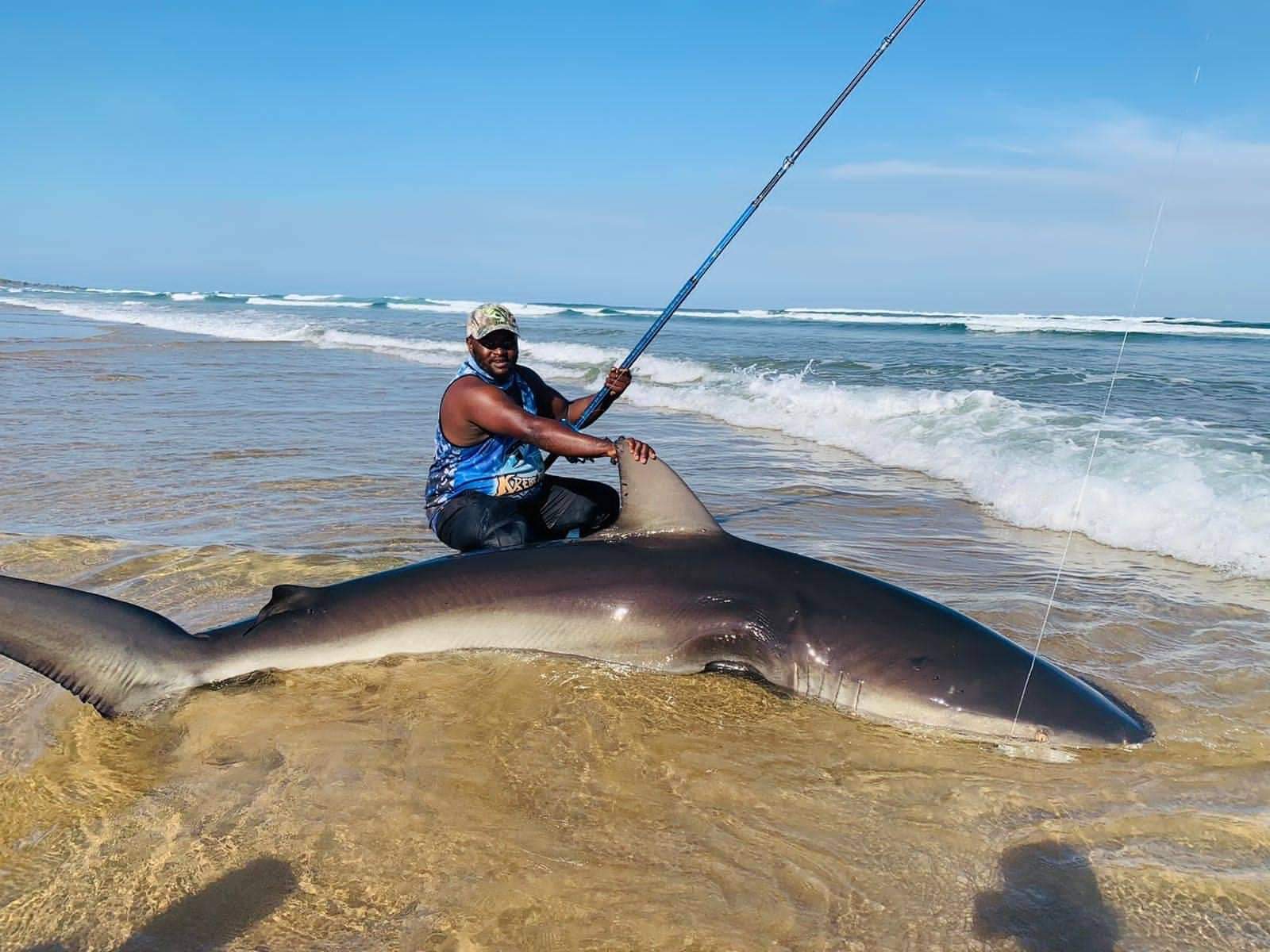 Penn Rods review - Large shark caught off the beach using a Penn surf rod.