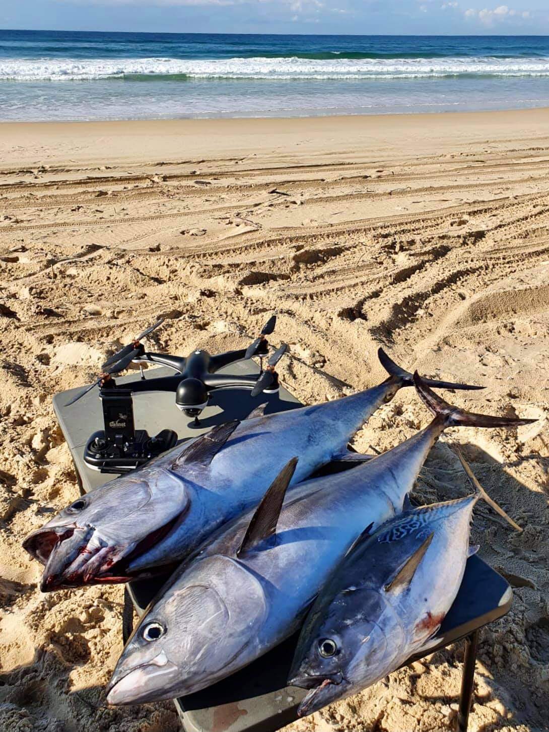 Tuna caught from the beach and ready for the fillet knife