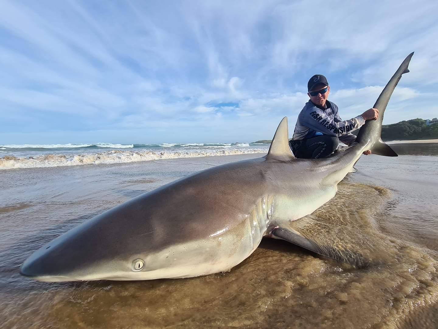 Big shark caught from the beach with the SandBlaster Bait Caster