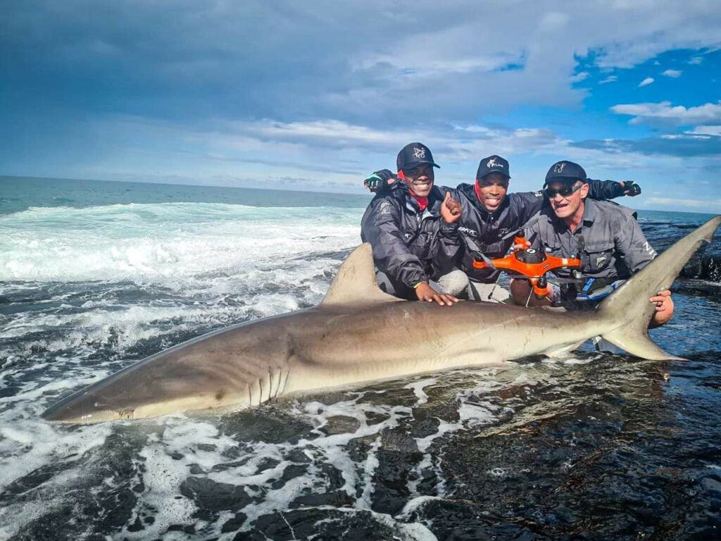 Shark caught from the beach using the SwellPro Splash Drone