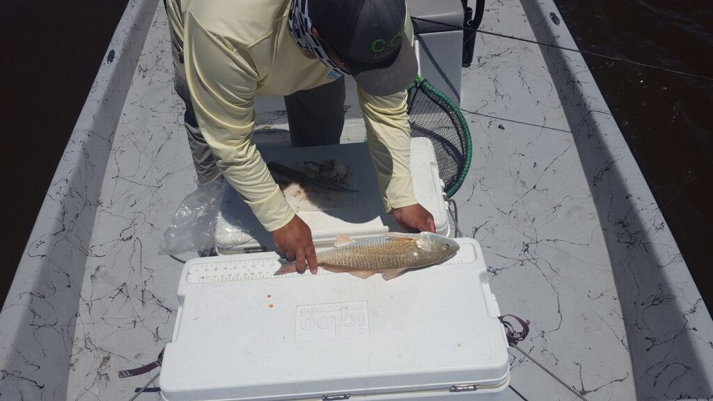 nice slot redfish from the Victoria Barge Canal