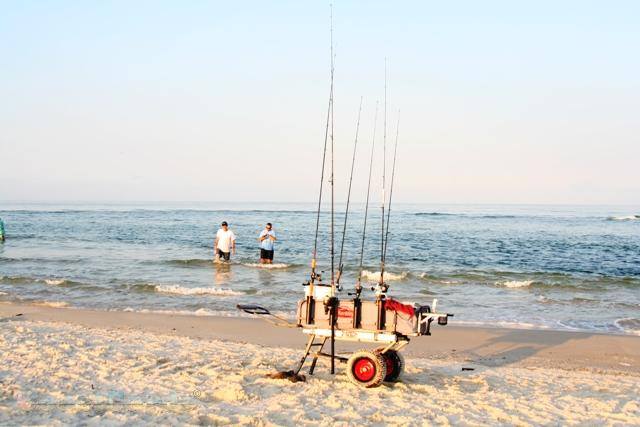 basic surf fishing equipment for beginners - loaded Berkley Beach Cart with two fisherman wading the surf