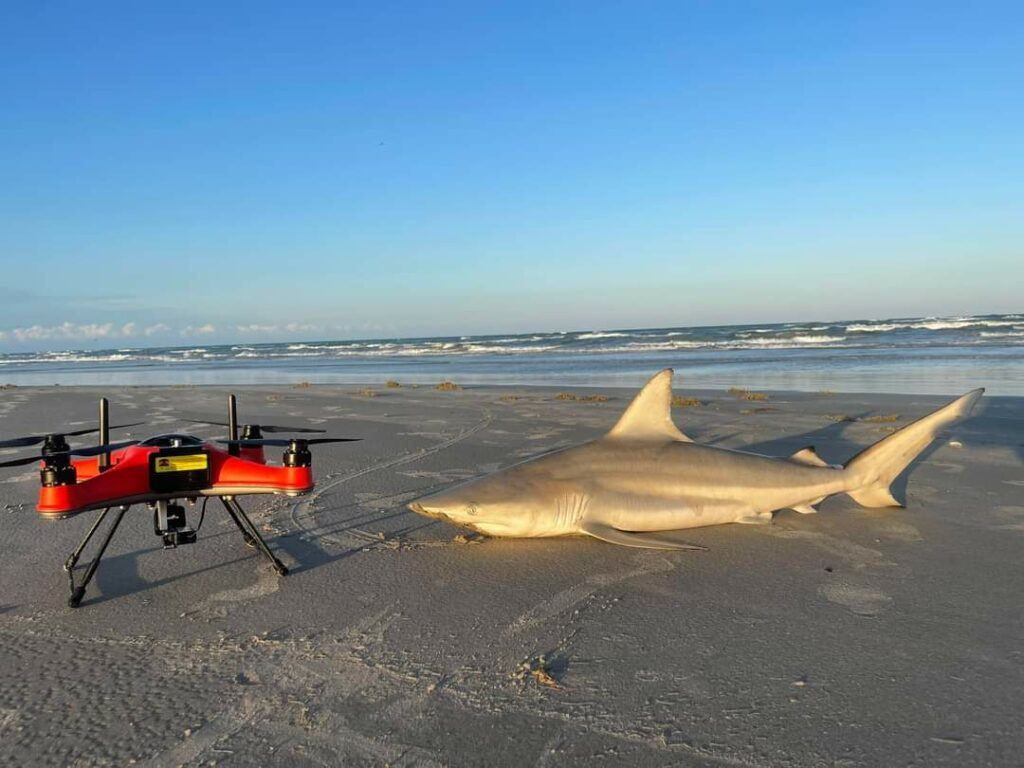 Shark on the beach with the SwellPro Splash Drone $