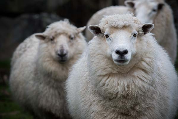 Merino Sheep - 6 advantages of merion wool for outdoor clothing