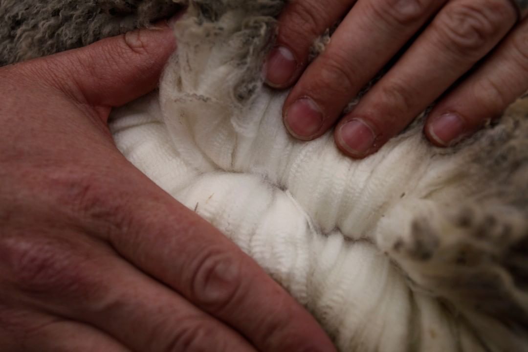 Merino wool close up while still on a Merino Sheep