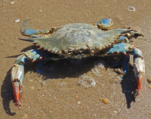 A Blue Crab on the beach. A favorite food of both redfish and black drum