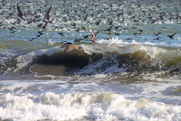 Birds feeding in the surf. Good sign that bait is present and you can bet the predators will be in there too.