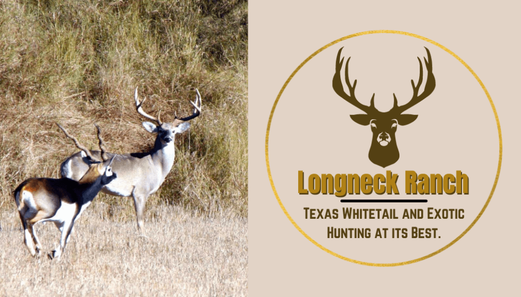 Hunting in Texas - Longneck ranch blackbuck antelope and a big whitetail buck
