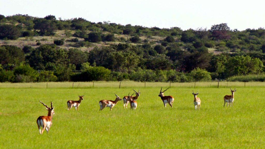 Hunting in Texas - Herd of Blackbuck antelope on the Longneck Ranch Uvalde Texas.