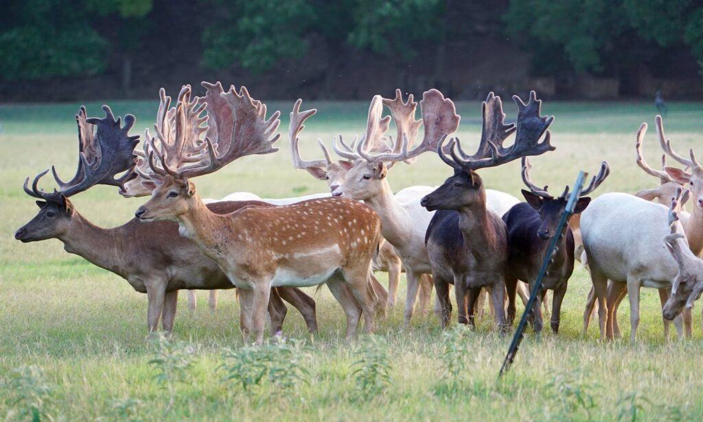 Hunting in Texas - group of very impressive Fallow deer bucks on the Longneck Ranch Uvalde Texas