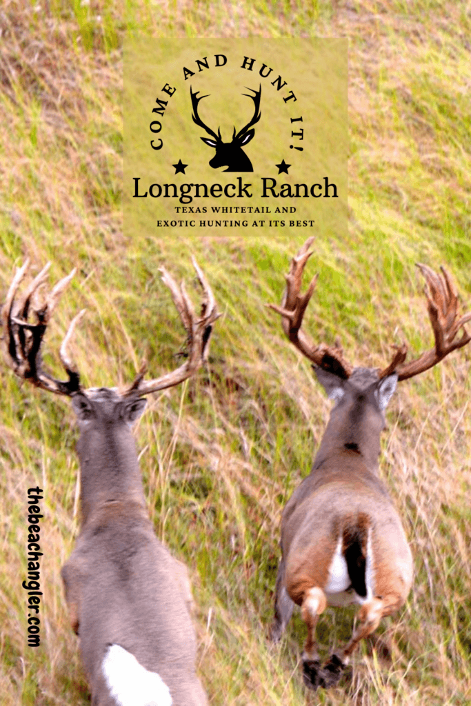 Hunting in Texas - Two big whitetail bucks on the Longneck Ranch Uvalde, Texas