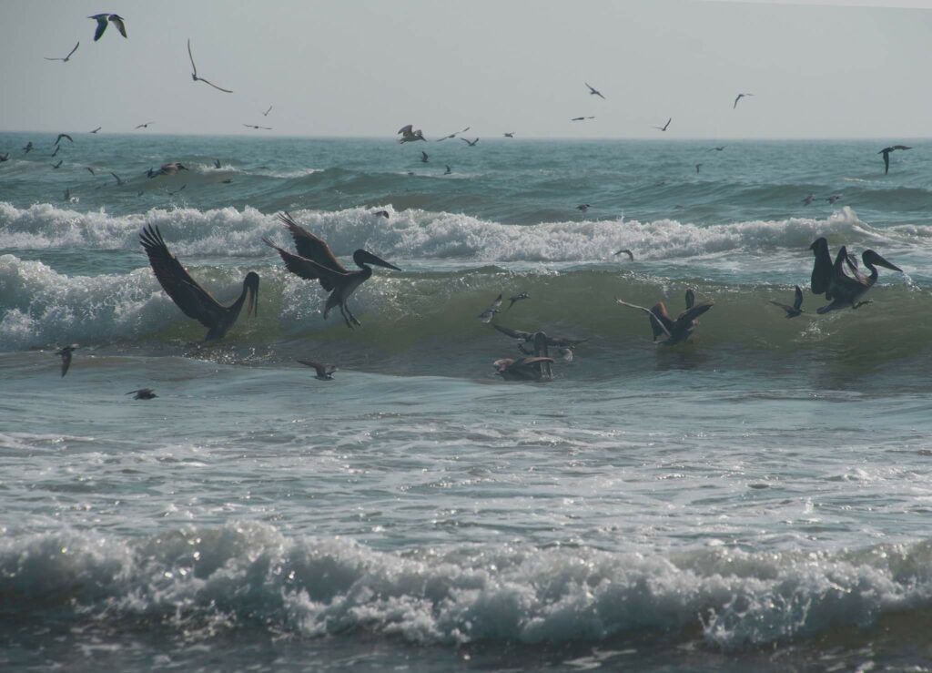 Pelicans and seagulls feeding on a school of baitfish in the surf