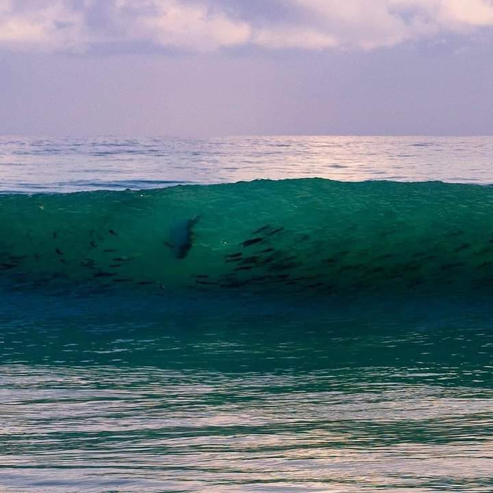 Tarpon chasing a school of mullet in a wave along the beach