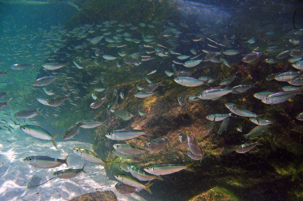 underwater photo of bait fish hugging close to the jetty rocks